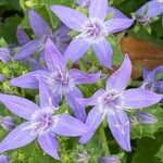 Campanula garganica Квітка