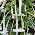 Nicotiana sylvestris Blomma