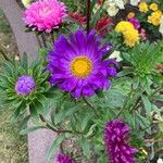 Aster alpinusപുഷ്പം