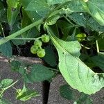 Solanum scabrum Blad