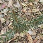 Taxus canadensis Folio