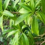 Bontia daphnoides Leaf