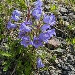 Campanula speciosa Flower