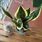 Sansevieria trifasciataपत्ता