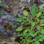Campanula celsii Hoja