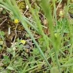 Festuca myuros Habitus