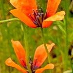 Roemeria argemone Fleur