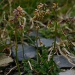 Thalictrum alpinum Хабит