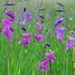 Gladiolus palustris Sonstige