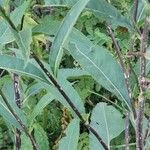 Senecio ovatus Blatt