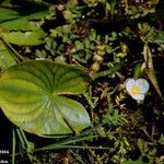 Sagittaria guayanensis Λουλούδι