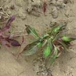 Aetheorhiza bulbosa Leaf