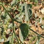 Heliotropium europaeum Leaf