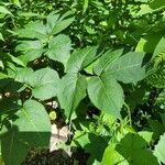 Aralia nudicaulis Φύλλο