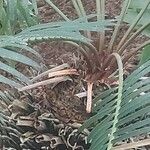 Cycas panzhihuaensis 樹皮