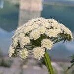 Libanotis pyrenaica 花