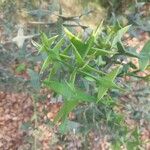 Colletia paradoxa Лист