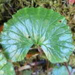 Gunnera magellanica पत्ता