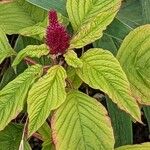 Amaranthus caudatus 葉