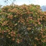 Boronia parvifolia Plante entière