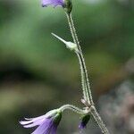 Soldanella villosa Other