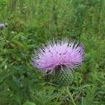 Cirsium altissimum Цветок