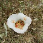 Calochortus venustus ᱵᱟᱦᱟ