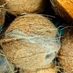 Cocos nucifera Fruto