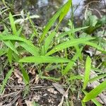 Leersia virginica Leaf