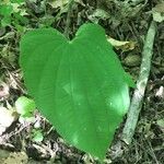 Dioscorea villosa Blatt