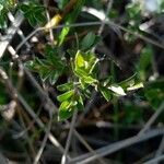 Salix repens Blatt