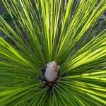 Pinus palustris പുഷ്പം