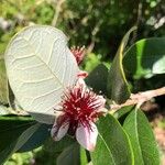 Feijoa sellowiana Blüte