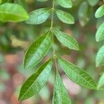 Jacaranda obovata Fuelha