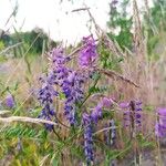 Vicia craccaŽiedas