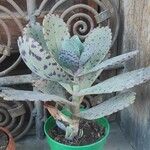 Kalanchoe marmorata ᱥᱟᱠᱟᱢ