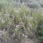 Stevia viscida Flor