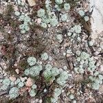 Filago tyrrhenica 葉