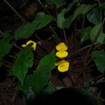 Begonia adpressa Bloem