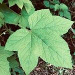 Rubus parviflorusLeht