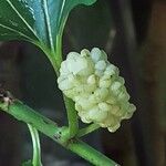 Morus alba Fruto