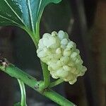 Morus alba Fruit