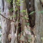 Albizia procera Bark