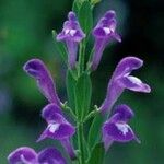 Scutellaria integrifolia 花