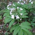 Cardamine heptaphyllaFlower