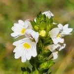 Euphrasia alpinaFlor