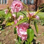 Camellia saluenensis आदत