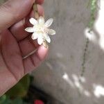 Rhipsalis neves-armondii Fula