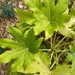 Fatsia japonicaList