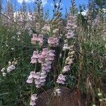 Penstemon palmeri Flor